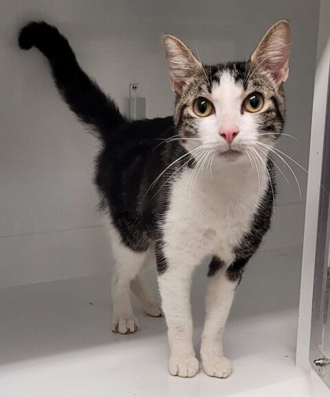 AKIO, chat blanc et tigr&eacute; 1 an  100 34500 B�ziers