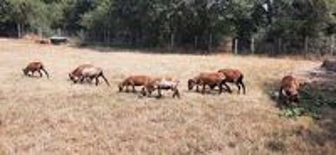   Mouton du Cameroun  béliers  