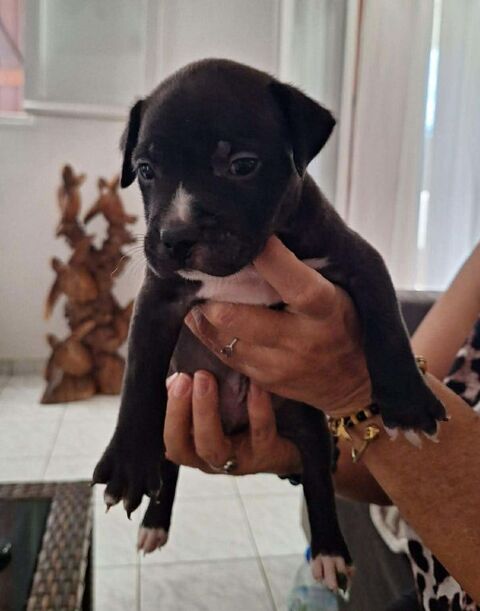 Snoopy petit amour &agrave; r&eacute;server 300 28000 Chartres