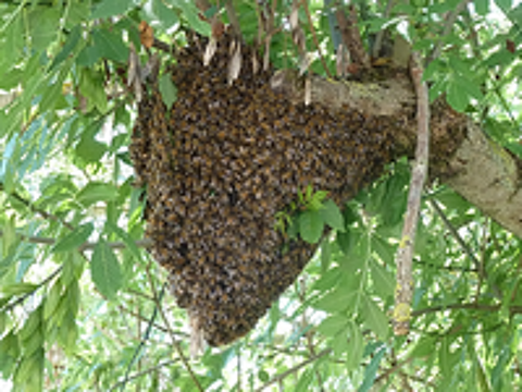   Rcupre gratuitement essaim d'abeilles chez vous  