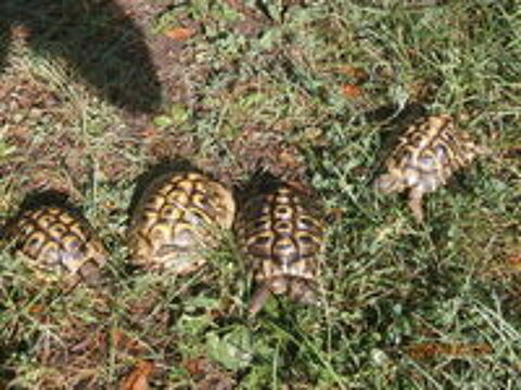   tortues Herman 