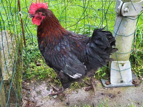 Jeune+Coq+de+Marans+pure+race 20 Maillezais (85)