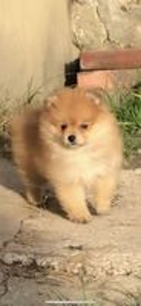   Chiot Petit spitz femelle 
