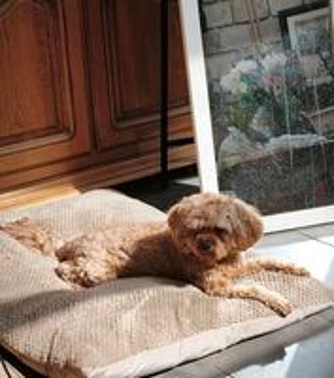   Adoption de Scotty  