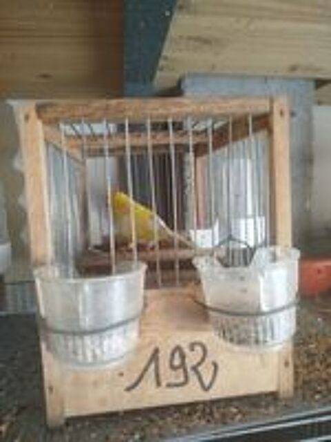   Timbrados Malinois Serbe canaris de chants  