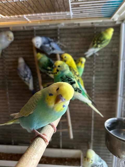 Perruches ondulées 15 78770 Marcq