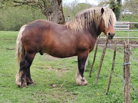 Cheval comtois 1999 71110 Artaix