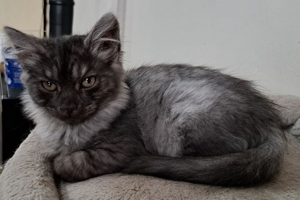   chatons siberien loof 