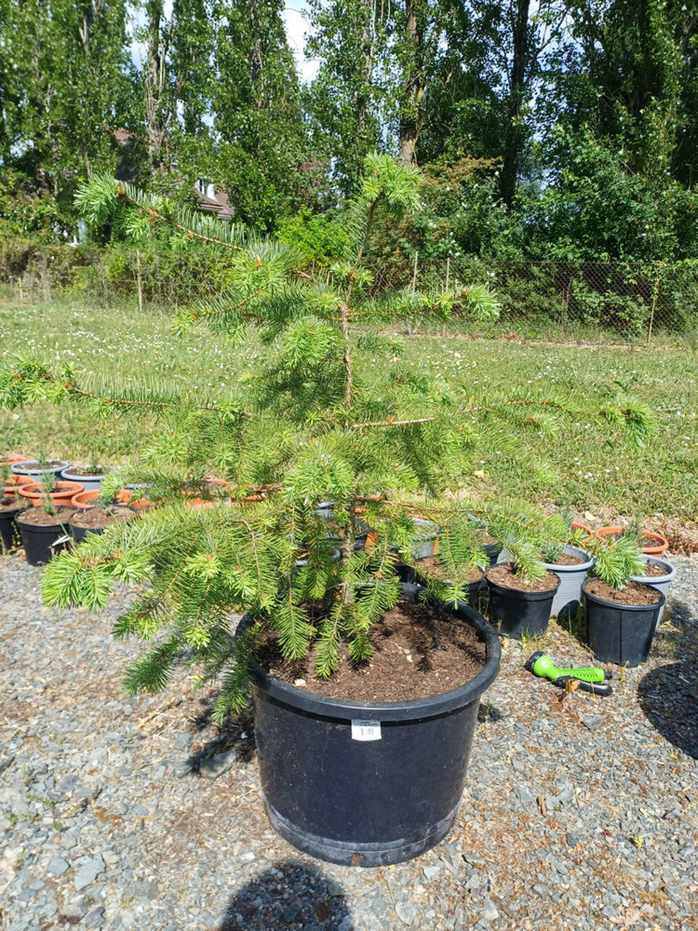 Grand sapin BAUMIER Jardin