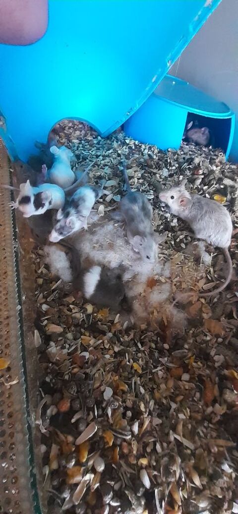 jeunes souris différentes couleurs 2 88150 Thaon-les-vosges