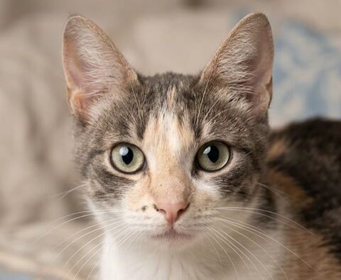 TORMENTA 230 27620 Gasny