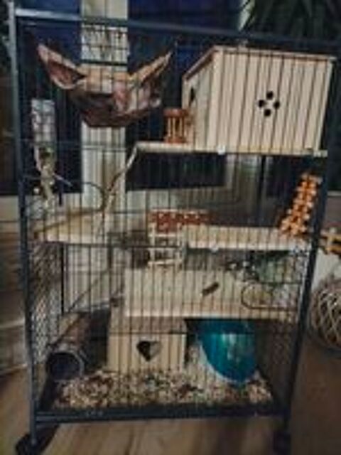   2 chinchillas avec cage accessoires 