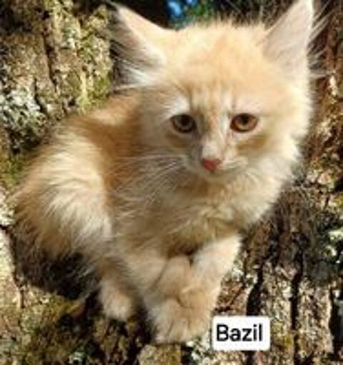   Chaton siberien loof male  