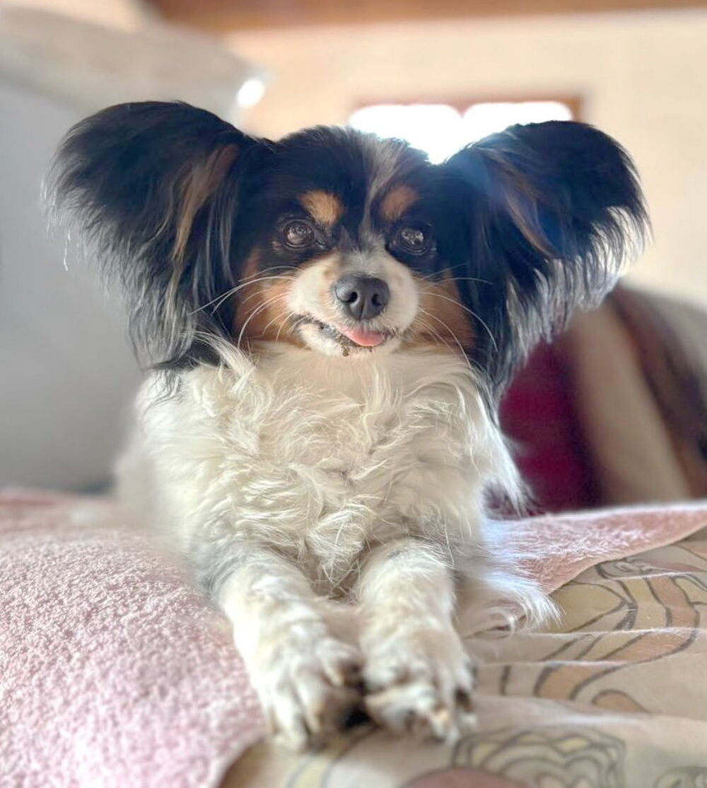   Louloute et Snoucky sont à l'adoption! 