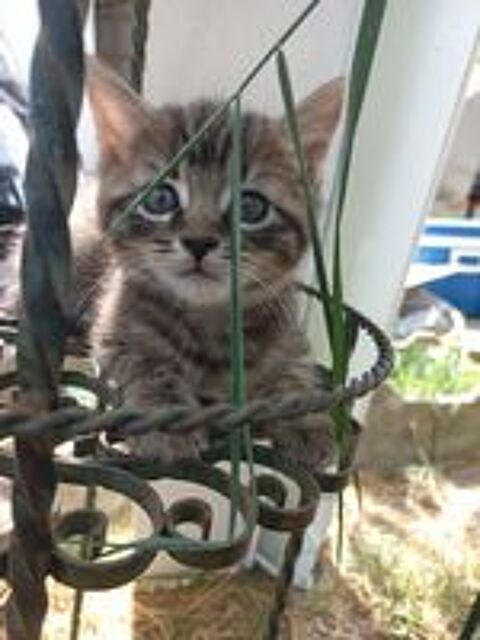   CHATON-CHAT-CHATON A RESERVER 