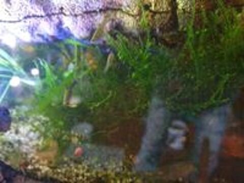   plante aquatique  