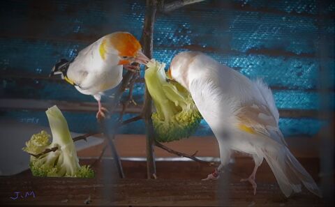 Recherche ,Male chardonneret mutation satin&eacute; ... 0 37000 Tours