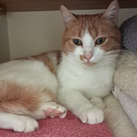 SAFRAN 180 26260 Charmes-sur-l'herbasse