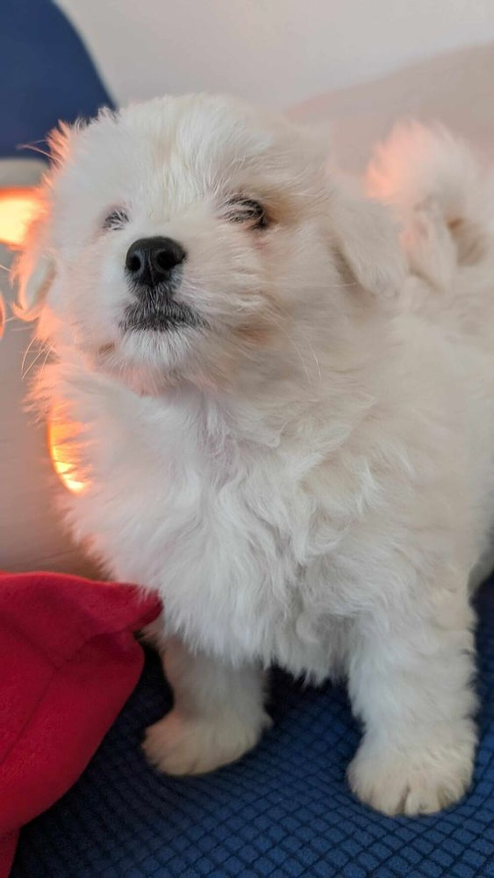   Chiot Coton de Tuléar  