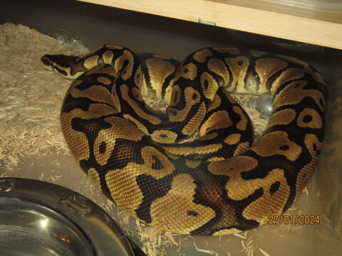 serpent, python 120 85800 Le fenouiller