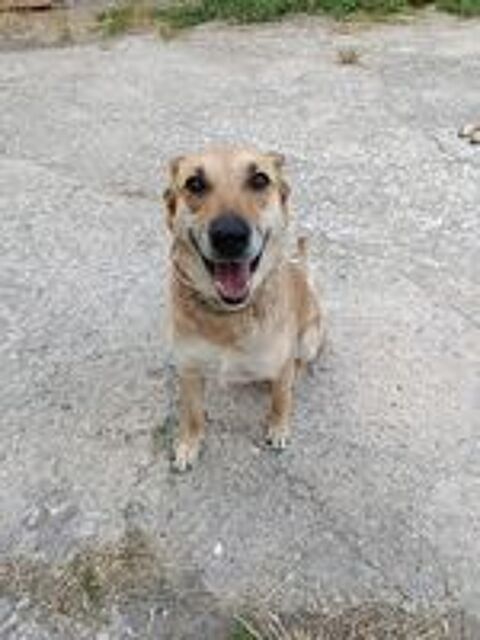   MIA, chienne calme et affectueuse 