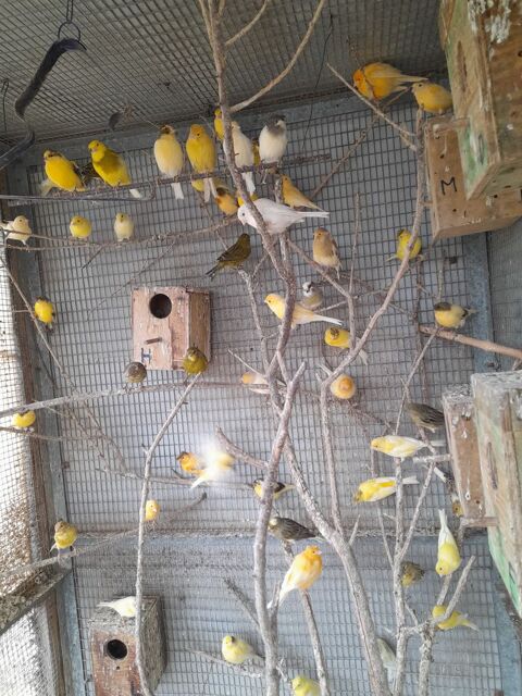 canaris 15 16410 Boux