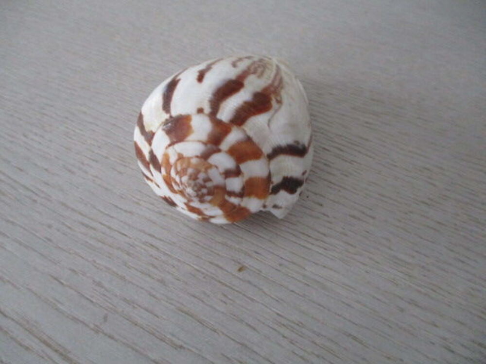 collection coquillage 