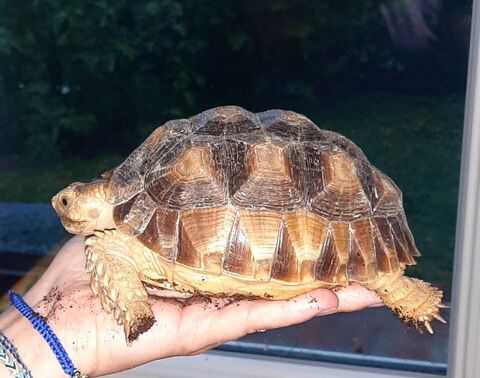 tortue terestre sulcata 200 78840 Freneuse