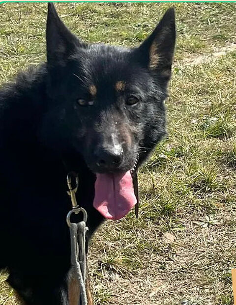 Billy boy  230 26700 Pierrelatte