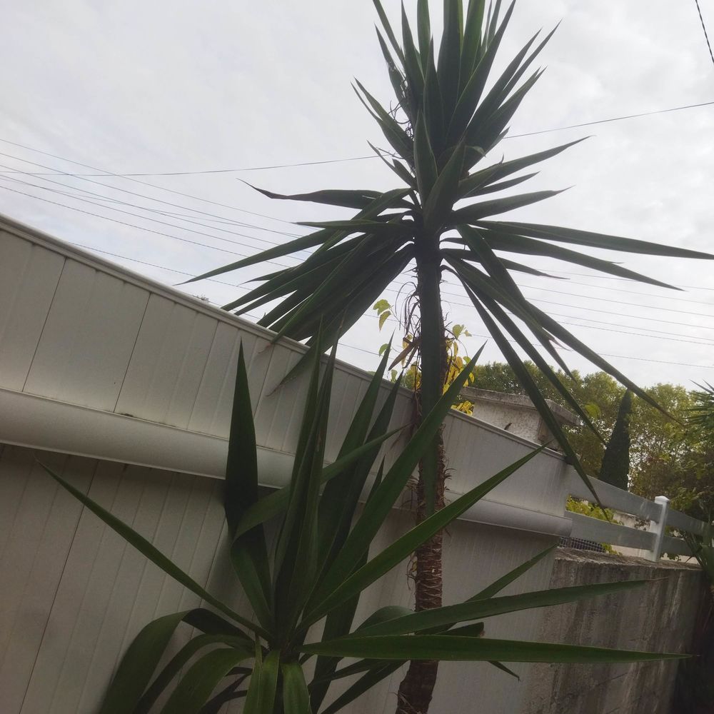 Grand yucca en pot Hauteur 280cm 2 t&ecirc;tes Jardin