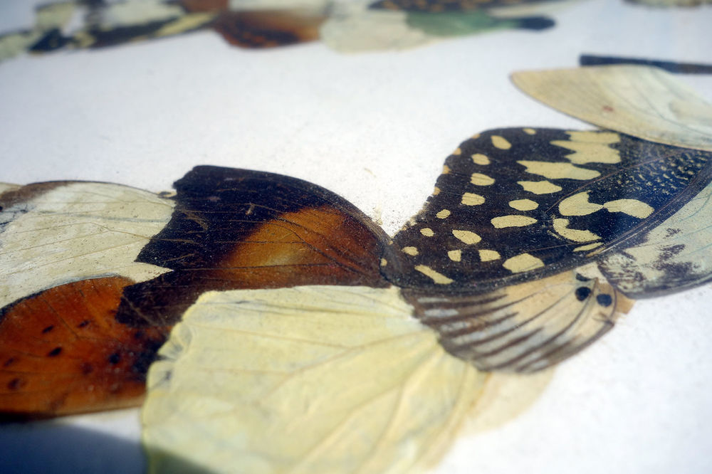 Tableau, dessin + ailes de papillons Dcoration