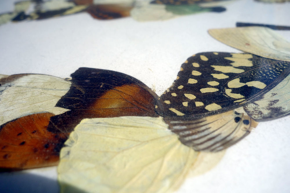 Tableau, dessin + ailes de papillons Décoration
