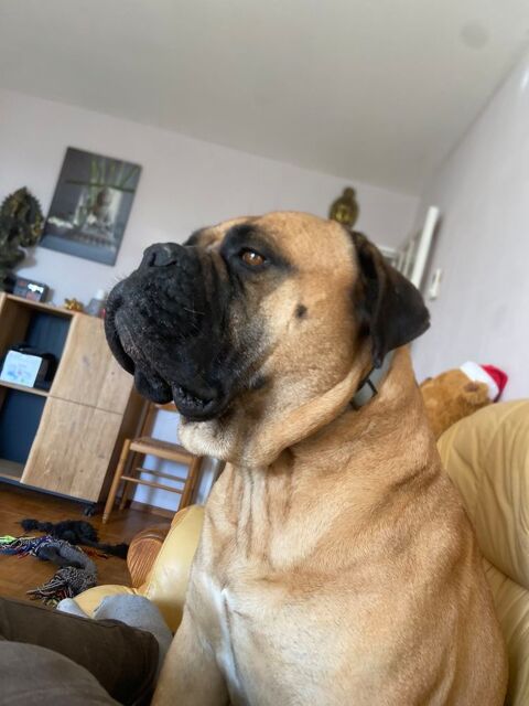 A r&eacute;serve chiot bullmastiff 0 13800 Istres
