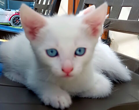Chaton blanc yeux bleus  type Kaho manee 0 84200 Carpentras