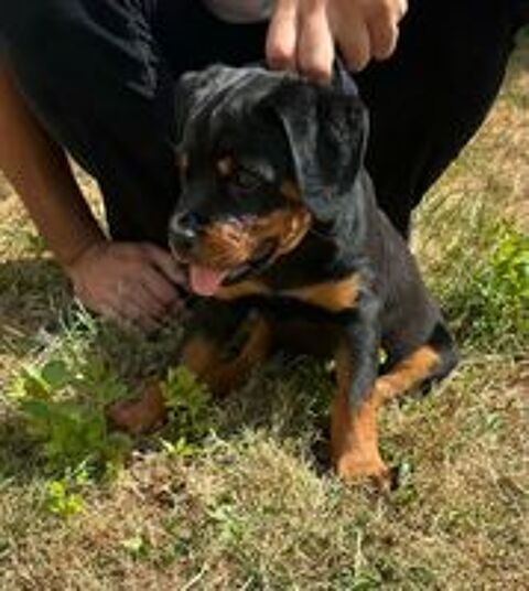  Magnifiques chiots ROTTWEILER LOF 