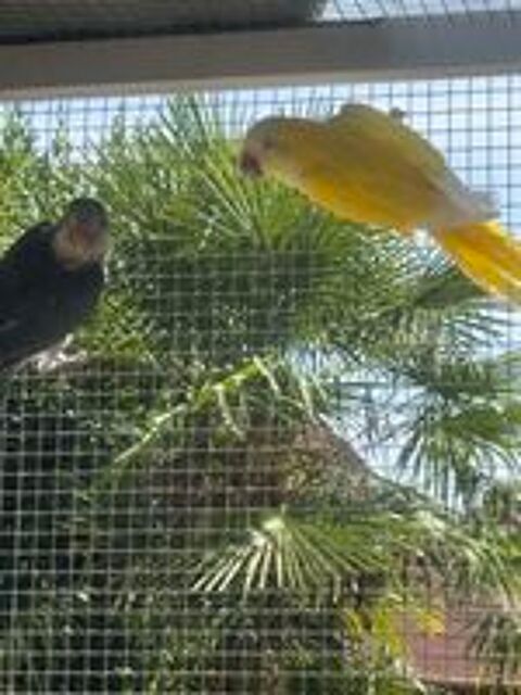   Magnifique couple Lutino Conure souris 