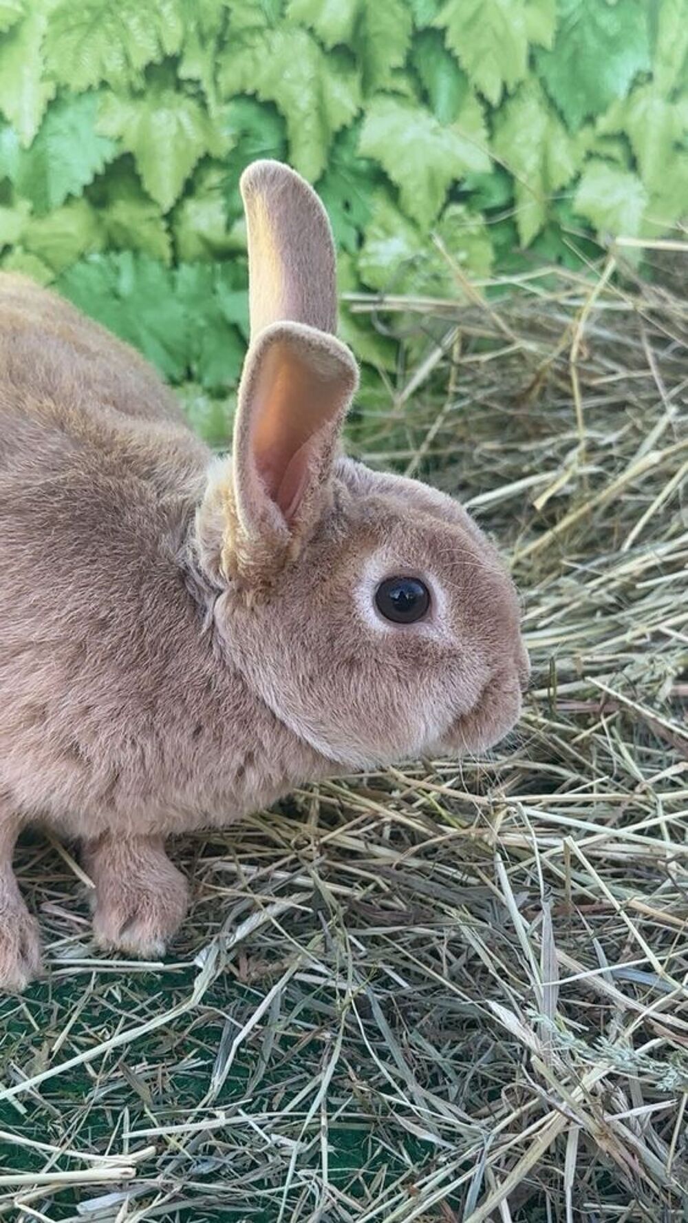   Lapin(e)s rex nain 