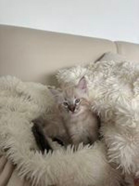   Chatons  