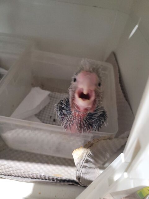 ROSALBIN  ET ECLECTUS   2026 950 30700 Saint-quentin-la-poterie