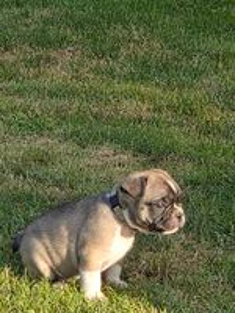   Chiots Bouledogue Français  