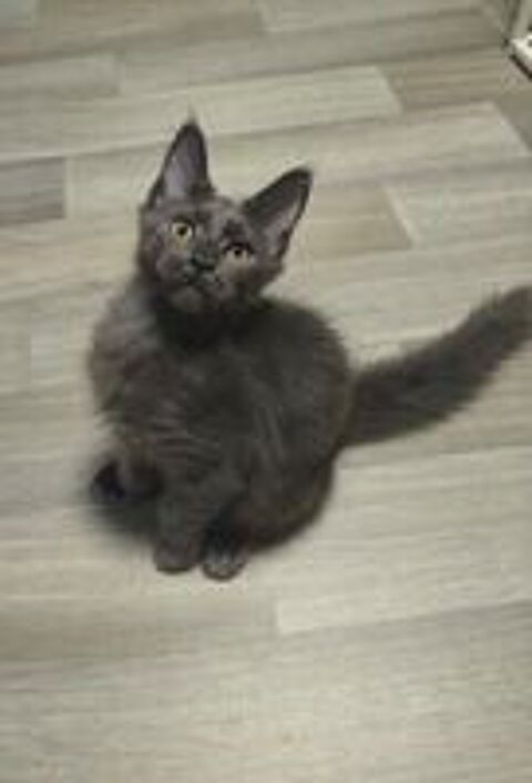   Maine coon disponible  