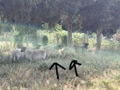   Agneau suffolk  