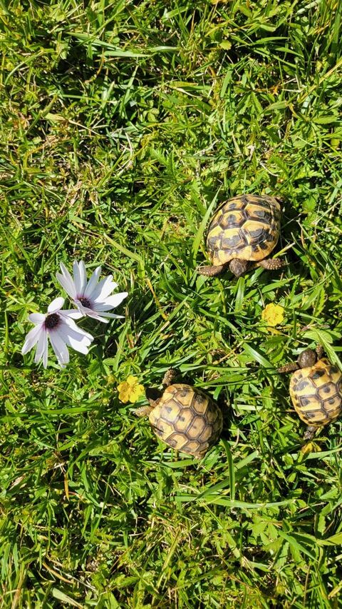 Tortues de terre 30 84510 Caumont-sur-durance