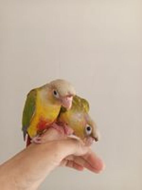   Conure molinae EAM  