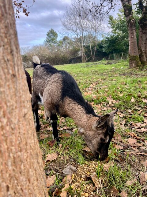 Ch&egrave;vres MINIATURES 100 82400 Golfech