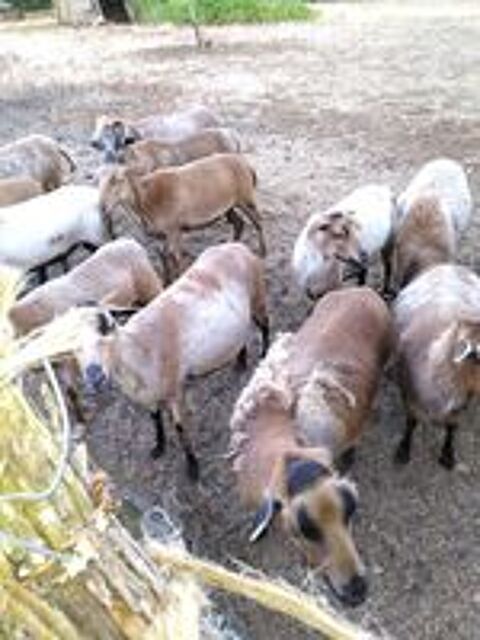   moutons Cameroun  