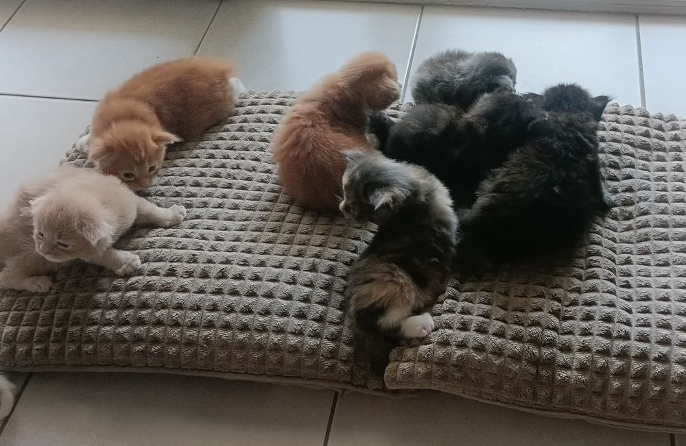   Adorables chatons Maine Coon à réserver mâles et femelles 