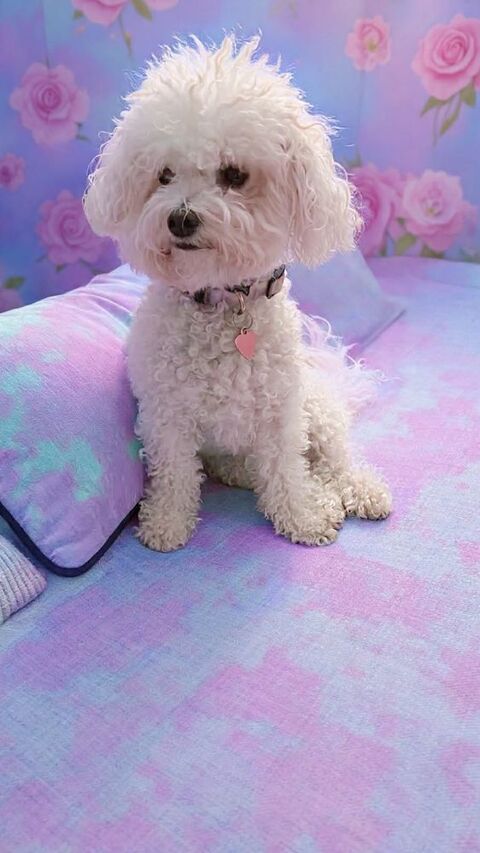 T&eacute;quila un amour de louloute 400 61120 Vimoutiers