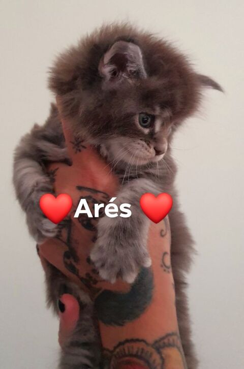 Magnifique chaton maine-coon à réserver 900 59300 Valenciennes