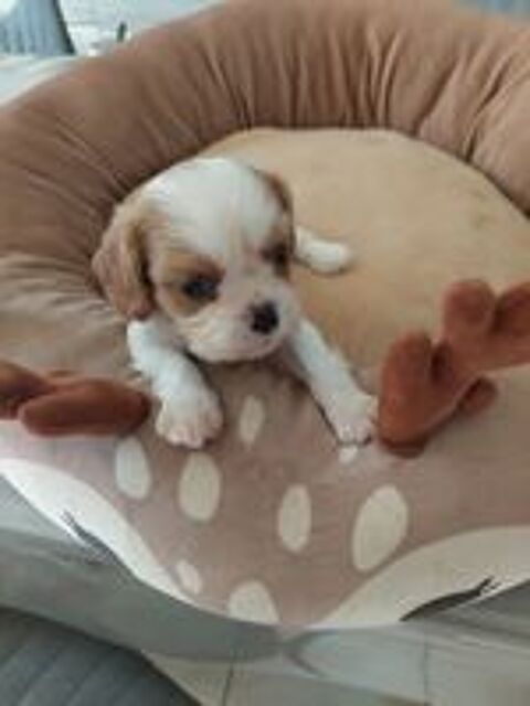   Cavalier king charles  